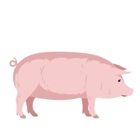 Labels Schwein